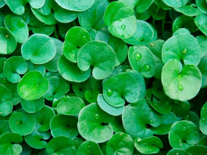 Dichondra Ground Cover Plant Seeds for Planting – Lush Low-Growing Foliage for Gardens