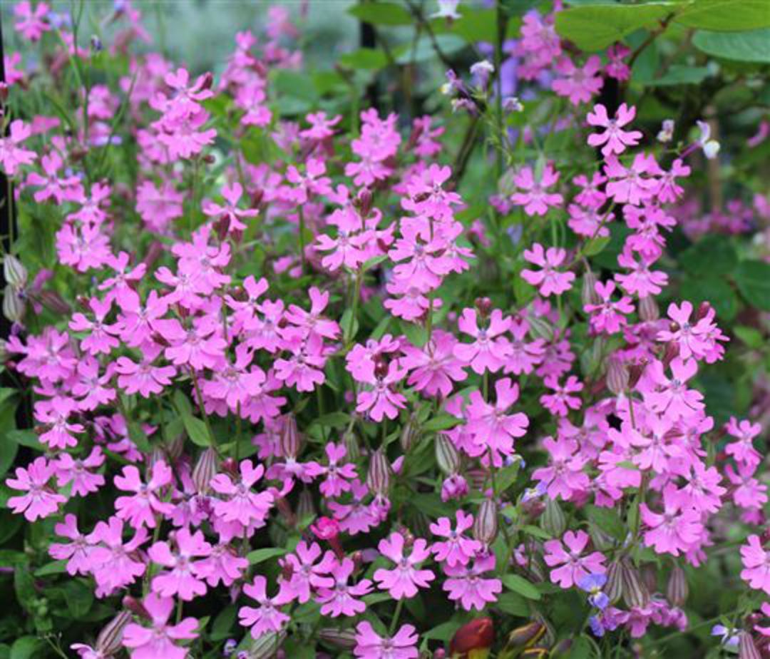 Nodding Catchfly Seeds