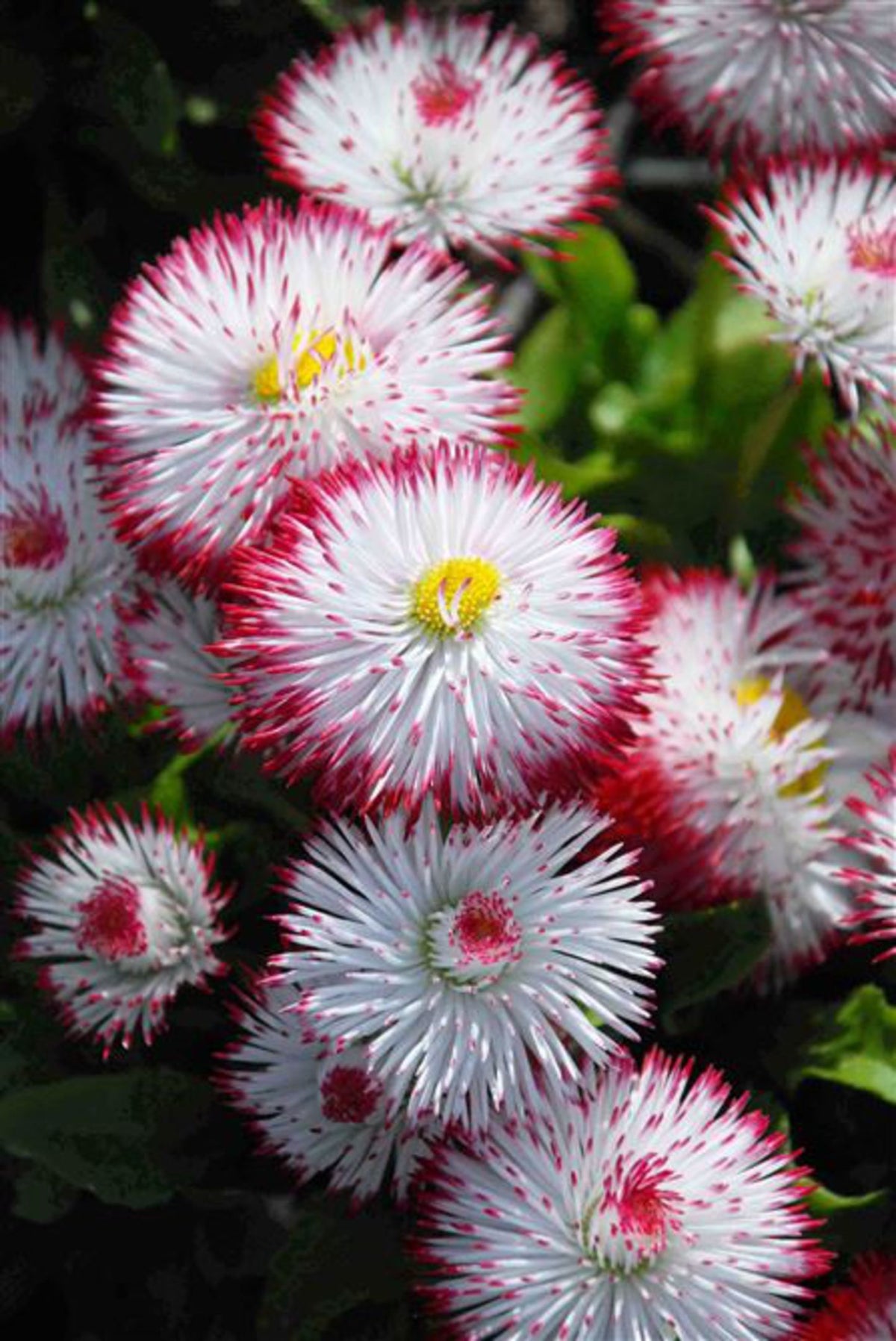 Rainbow Daisy Bellis Perennis, Flowering Seeds For Planting