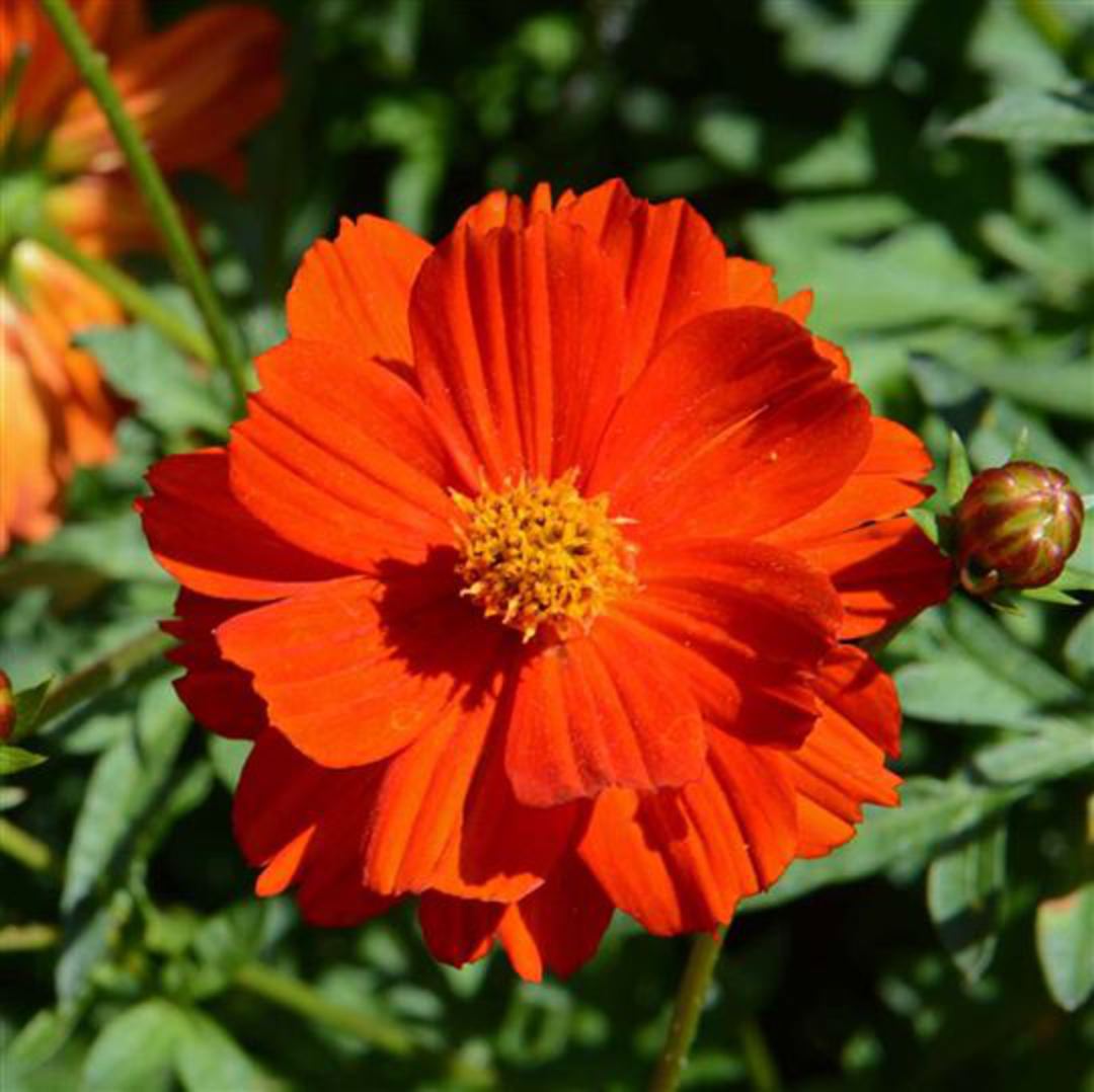 Sulphur Cosmos Seeds - Crest Red