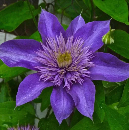 Clematis Flower Vine Seeds Potted Ornamental Climbing Clematis High Germination Garden Seeds heirloom non-gmo seeds