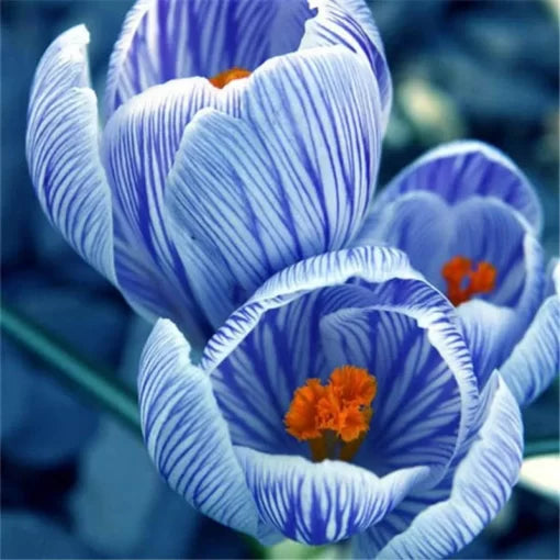 Dutch Saffron Crocus Seeds Garden Courtyard Flowering Saffron High Germination Garden Seeds heirloom non-gmo seeds