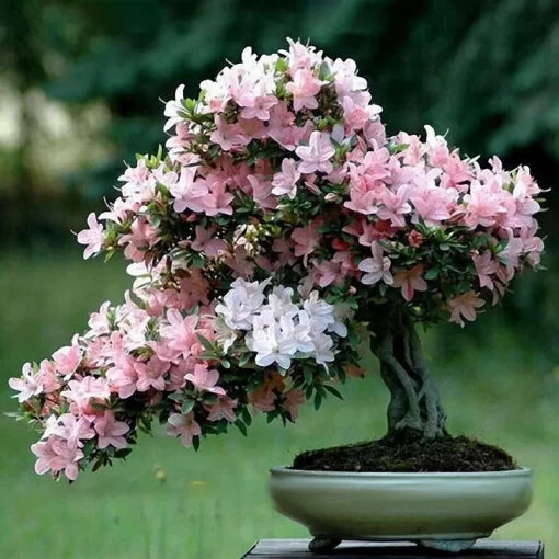 Sakura Flower Seeds Pink Cherry Blossom Bonsai Tree High Germination Garden Seeds heirloom non-gmo seeds