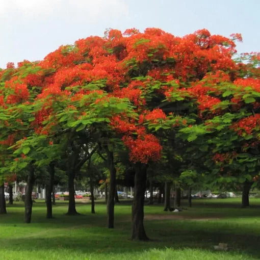 Caesalpinia Pulcherrima Seeds Perennial Red-Gold Peacock Flower High Germination Garden Seeds heirloom non-gmo seeds