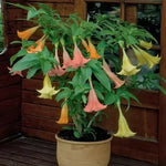Anthurium Seeds Indoor Hydroponic Anthurium Flower Variety High Germination Garden Seeds heirloom non-gmo seeds