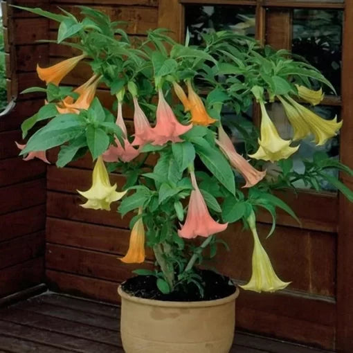 Anthurium Seeds Indoor Hydroponic Anthurium Flower Variety High Germination Garden Seeds heirloom non-gmo seeds