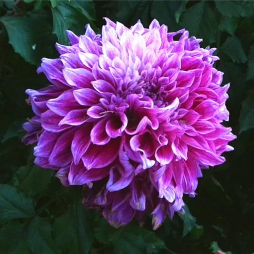 Dahlia Bonsai Seeds Symbolic Dahlia Flowers for Home Gardens High Germination Garden Seeds heirloom non-gmo seeds