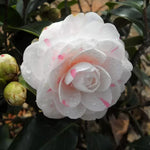 Camellia Flower Seeds Potted Garden Decorative Camellia High Germination Garden Seeds heirloom non-gmo seeds