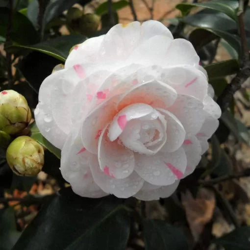 Camellia Flower Seeds Potted Garden Decorative Camellia High Germination Garden Seeds heirloom non-gmo seeds