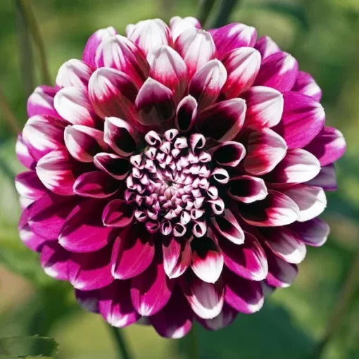 Dahlia Flower Seeds Perennial Decorative Dahlia Blooms High Germination Garden Seeds heirloom non-gmo seeds