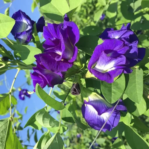 Clitoria Ternatea Purple Seeds Butterfly Pea Vine for Outdoor Gardens High Germination Garden Seeds heirloom non-gmo seeds