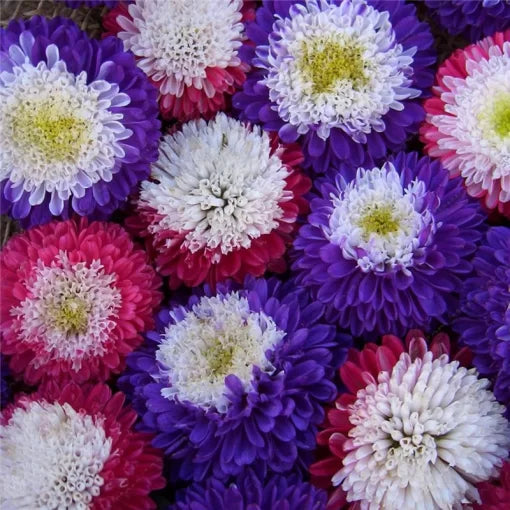 Aster Chrysanthemum Seeds Rainbow Perennial Garden Flowers High Germination Garden Seeds heirloom non-gmo seeds
