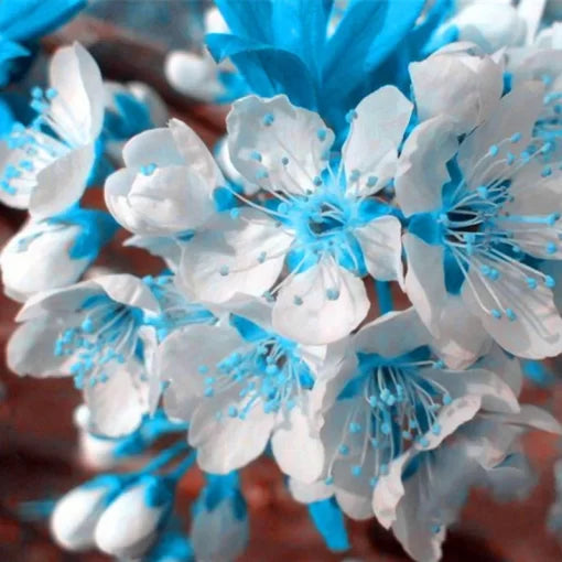 Blue Cherry Seeds Mini Blue Cherry Bonsai Tree Variety High Germination Garden Seeds heirloom non-gmo seeds
