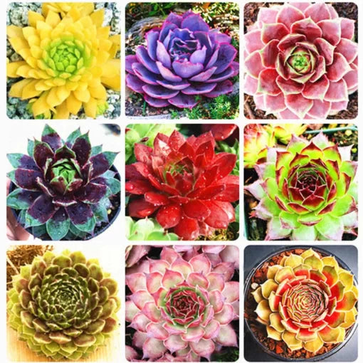 Sempervivum Succulent Seeds Colorful Hardy Succulent High Germination Garden Seeds heirloom non-gmo seeds