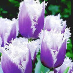 Tulip Flower Seeds Rare Decorative Tulip Variety High Germination Garden Seeds heirloom non-gmo seeds