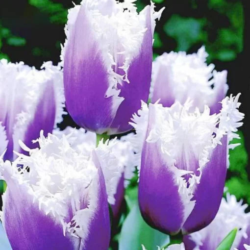 Tulip Flower Seeds Rare Decorative Tulip Variety High Germination Garden Seeds heirloom non-gmo seeds
