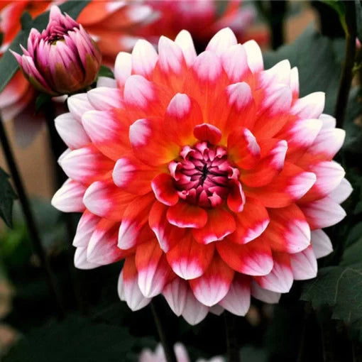 Dahlia Rare Flower Seeds Chinese Dahlia High Germination Garden Seeds heirloom non-gmo seeds