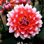 Dahlia Rare Flower Seeds Chinese Dahlia High Germination Garden Seeds heirloom non-gmo seeds