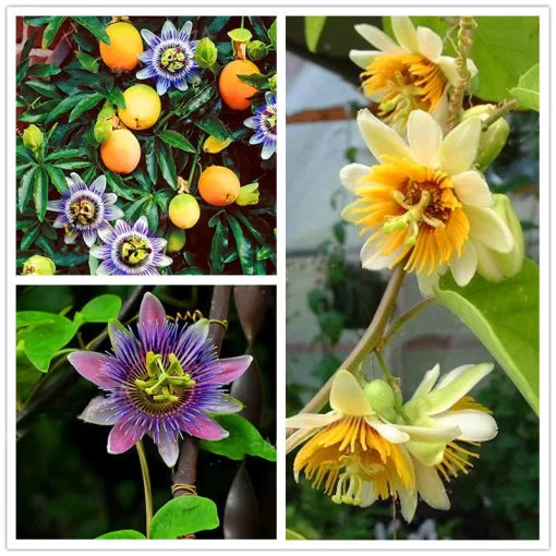 Roselle Seeds Hibiscus Sabdariffa Tea Herb Plant High Germination Garden Seeds heirloom non-gmo seeds