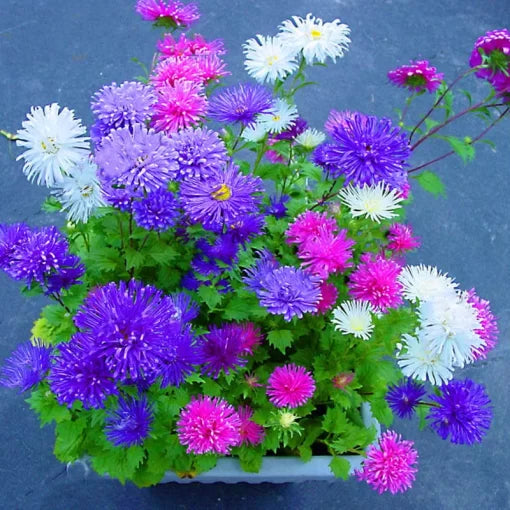 Chinese Aster Bonsai Seeds Large Summer Chrysanthemum Blooms High Germination Garden Seeds heirloom non-gmo seeds