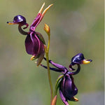 Flying Duck Orchid Seeds Rare Caleana Major Orchid Variety High Germination Garden Seeds heirloom non-gmo seeds