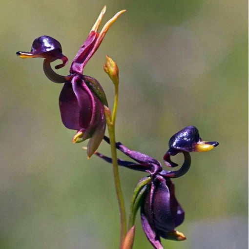 Flying Duck Orchid Seeds Rare Caleana Major Orchid Variety High Germination Garden Seeds heirloom non-gmo seeds