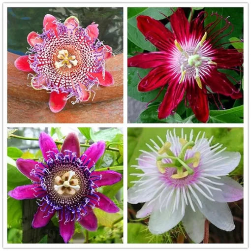 Passion Flower Seeds Rare Passiflora Garden Vine High Germination Garden Seeds heirloom non-gmo seeds