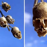 Antirrhinum Seeds Rare Snapdragon Outdoor Summer Flowers High Germination Garden Seeds heirloom non-gmo seeds