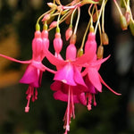 Abutilon Striatum Seeds Decorative Lantern Flower Shrub High Germination Garden Seeds heirloom non-gmo seeds