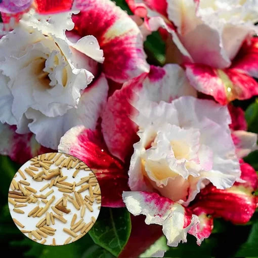 Desert Rose Seeds Adenium Obesum Exotic Succulent Flowers High Germination Garden Seeds heirloom non-gmo seeds