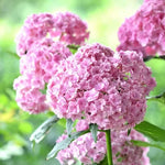 Vanilla Strawberry Hydrangea Seeds Pink-White Hardy Hydrangea High Germination Garden Seeds heirloom non-gmo seeds