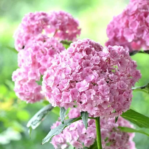 Vanilla Strawberry Hydrangea Seeds Pink-White Hardy Hydrangea High Germination Garden Seeds heirloom non-gmo seeds