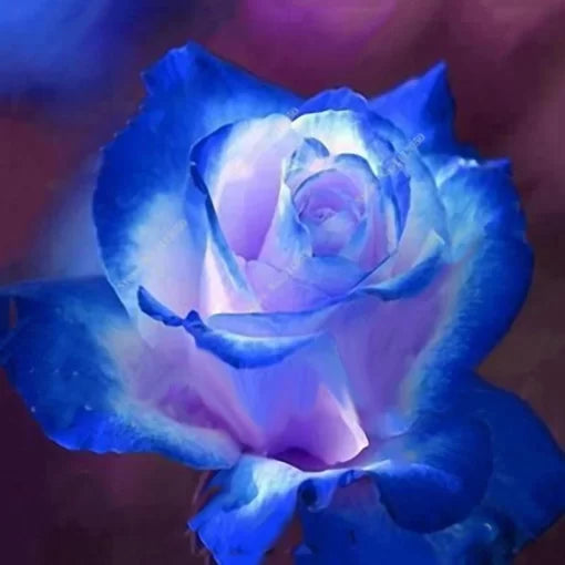 Rose Bonsai Seeds Mixed Color Potted Rose Flowers High Germination Garden Seeds heirloom non-gmo seeds