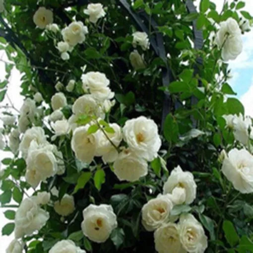 White Rose Climbing Seeds Decorative Vampire Rose Blooms High Germination Garden Seeds heirloom non-gmo seeds
