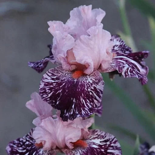 Rare Iris Seeds Iris Tectorum Decorative Perennial Flowers High Germination Garden Seeds heirloom non-gmo seeds