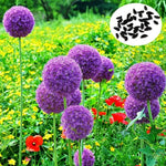 Rare Rose Seeds Balcony Potted Decorative Rose Variety High Germination Garden Seeds heirloom non-gmo seeds