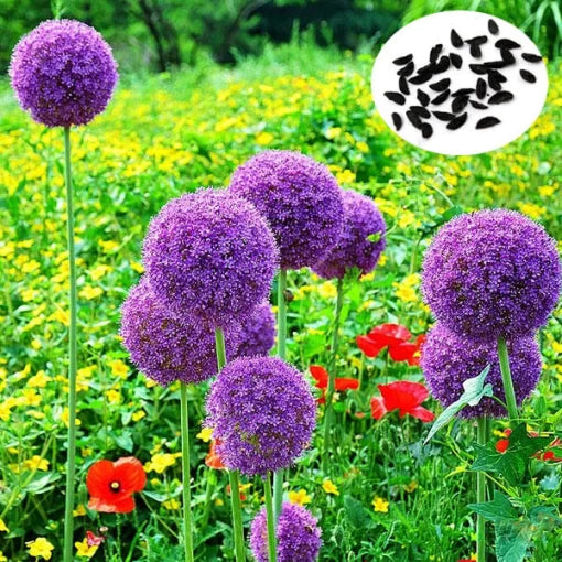 Rare Rose Seeds Balcony Potted Decorative Rose Variety High Germination Garden Seeds heirloom non-gmo seeds