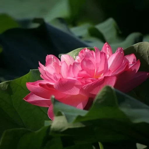 Red Bowl Lotus Seeds Aquatic Lotus Water Garden Variety High Germination Garden Seeds heirloom non-gmo seeds