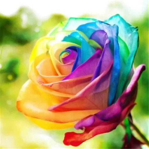 Rainbow Rose Flower Seeds Colorful Rare Rose for Home Garden High Germination Garden Seeds heirloom non-gmo seeds
