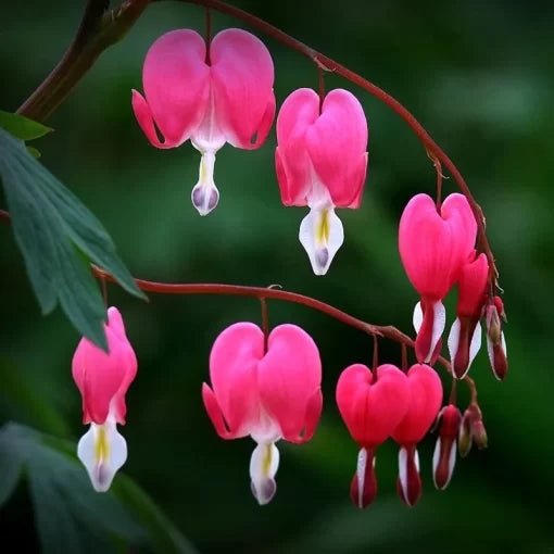 Flammule Bowl Lotus Seeds Aquatic Lotus Flower Variety High Germination Garden Seeds heirloom non-gmo seeds