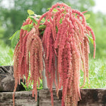 Amaranthus Seeds Coral Fountain Cascading Amaranth High Germination Garden Seeds heirloom non-gmo seeds