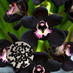 Black Cymbidium Orchid Seeds Rare Dark Cymbidium Faberi Blooms High Germination Garden Seeds heirloom non-gmo seeds