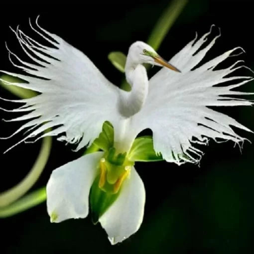 Japanese Egret Flower Seeds White Egret Orchid Radiata High Germination Garden Seeds heirloom non-gmo seeds