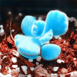 Blue Lithops Seeds Rare Mini Living Stone Succulent Plants High Germination Garden Seeds heirloom non-gmo seeds