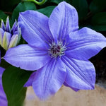 Clematis Bonsai Seeds Beautiful Climbing Perennial Flowers High Germination Garden Seeds heirloom non-gmo seeds