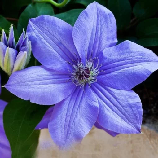 Clematis Bonsai Seeds Beautiful Climbing Perennial Flowers High Germination Garden Seeds heirloom non-gmo seeds