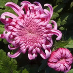 Red Chrysanthemum Seeds Rare Red Bonsai Mum Variety High Germination Garden Seeds heirloom non-gmo seeds
