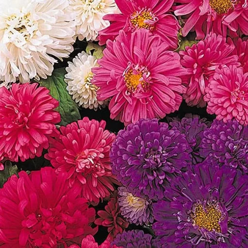 Callistephus Seeds Dwarf China Aster for Garden and Balcony Pots High Germination Garden Seeds heirloom non-gmo seeds