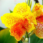 Canna Flower Seeds Indoor Outdoor Decorative Canna High Germination Garden Seeds heirloom non-gmo seeds