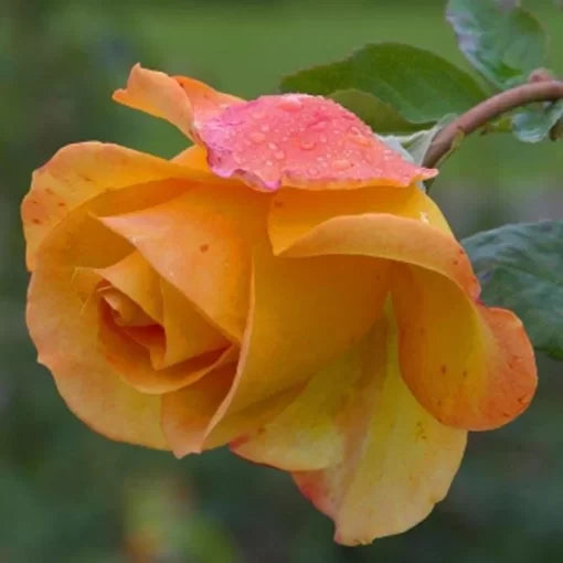 Yellow Rose Seeds Bright Yellow Garden Rose Flowers High Germination Garden Seeds heirloom non-gmo seeds